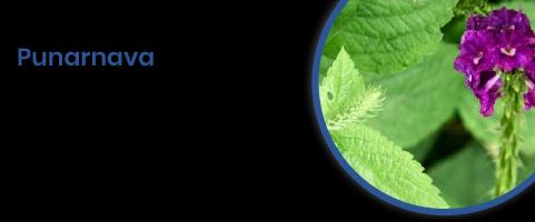 Punarnava