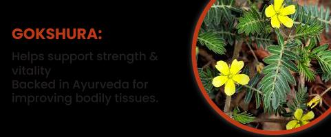 Gokshura